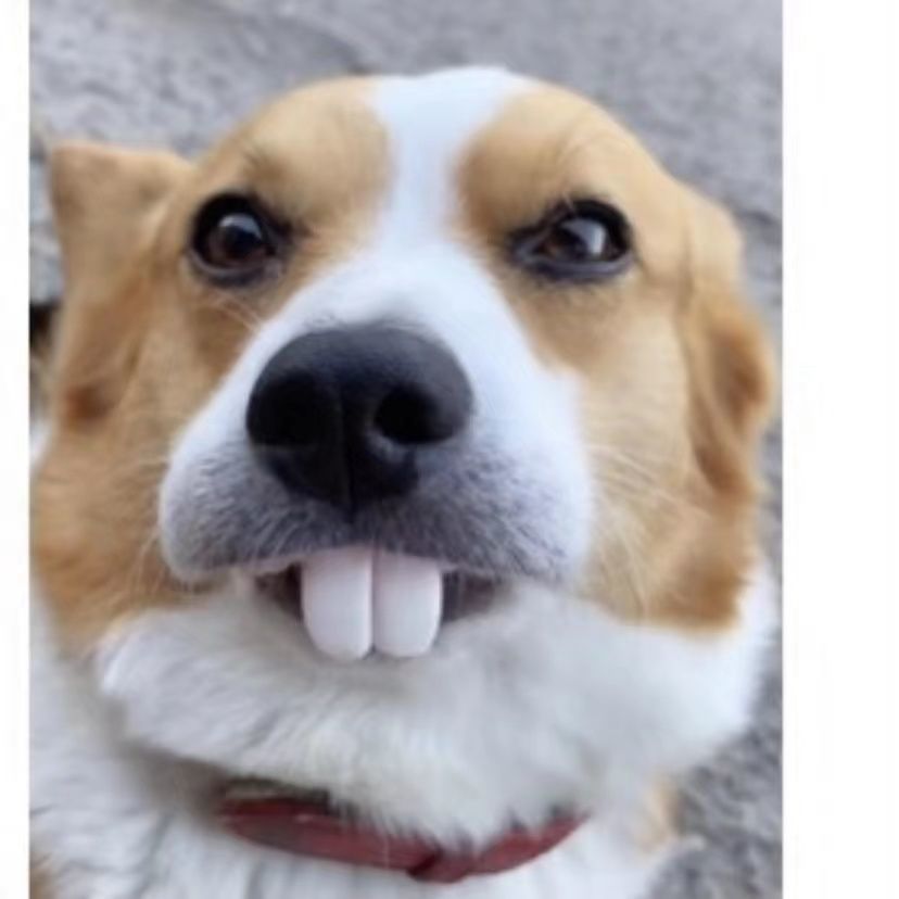 Rabbit Tooth Corgi Whole Toy Funny Funny False Teeth Set