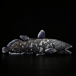 A Cute Plush Toy Made Of Printed Coelacanth Stuffed Fish
